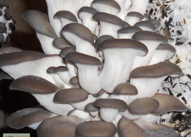 Выращивание вешенки. Мицелий вешенки обыкновенной недорого - фото № 7