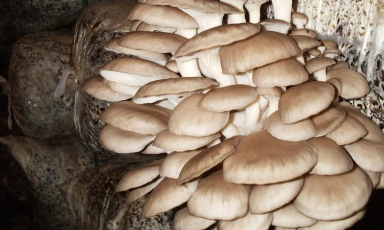 Выращивание вешенки. Мицелий вешенки обыкновенной недорого - фото № 8