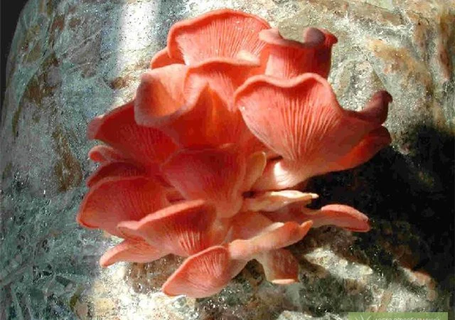 Вешенка розовая. Мицелий грибов - фото № 1