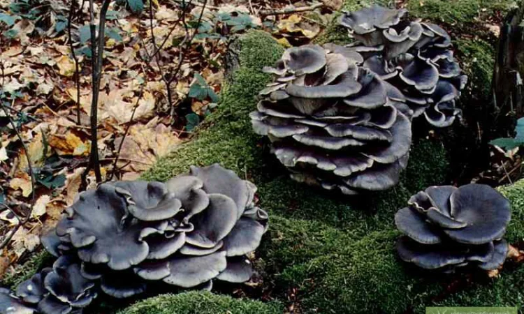 Семена грибов. Вешенка синий чулок,  колумбийская - фото № 1