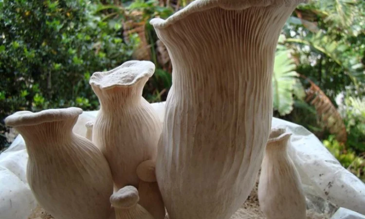 Вешенка белый чаудинский гриб - мицелий вешенки - фото № 1