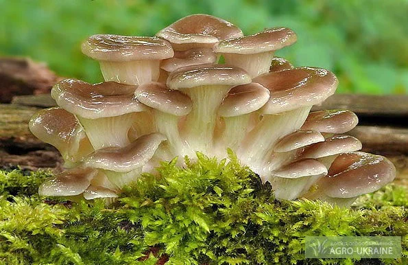 Мицелий вешенки рожковидной - фото № 1