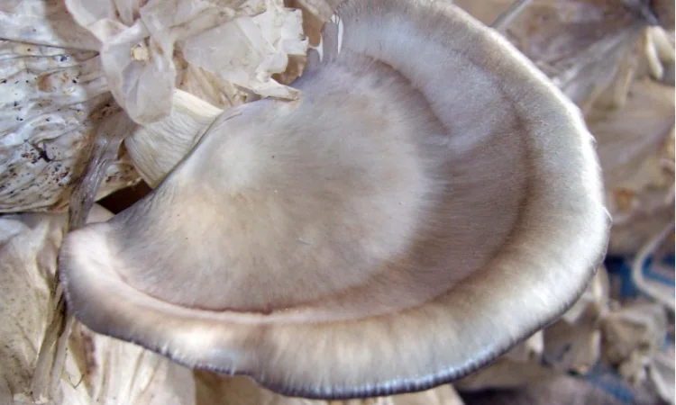 Мицелий вешенки флоридской - фото № 1