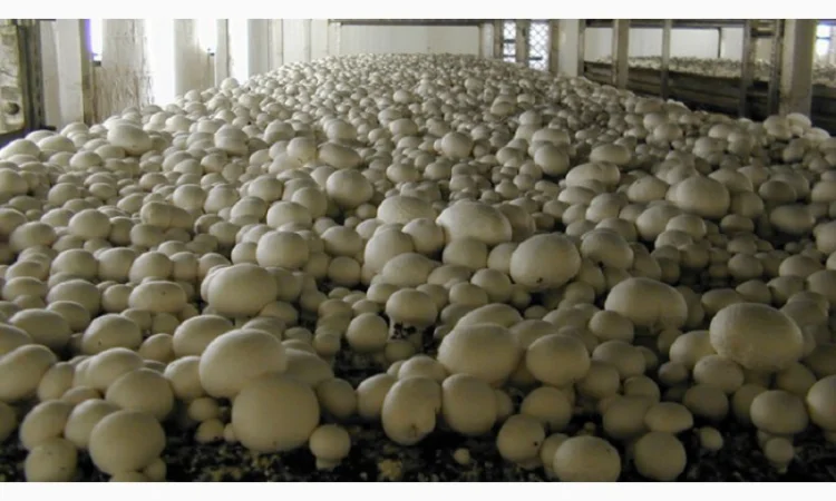 Мицелий шампиньонов для домашнего выращивания - фото № 1