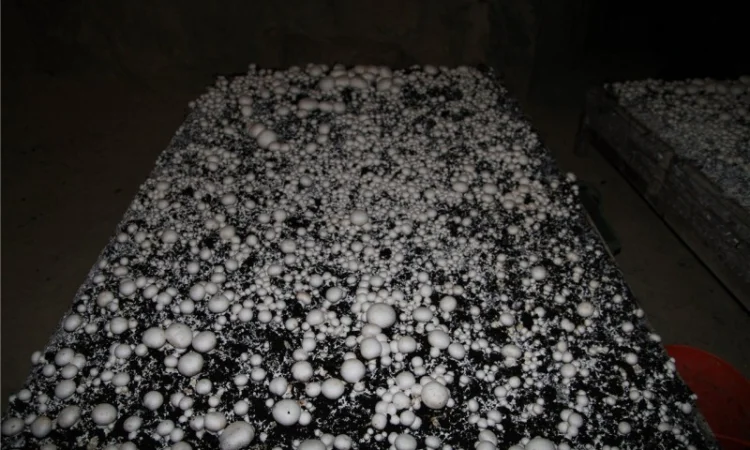 Мицелий шампиньонов - фото № 9