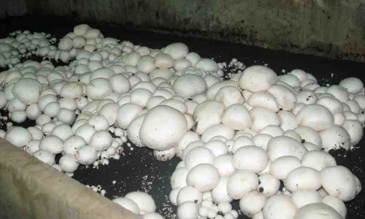 Мицелий шампиньонов - фото № 1