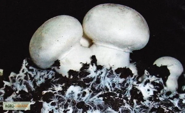 Мицелий шампиньонов - фото № 3