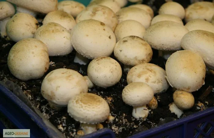 Мицелий шампиньонов - фото № 4