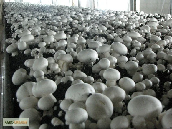 Мицелий шампиньонов - фото № 5