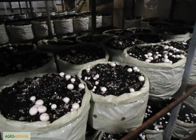 Мицелий шампиньонов - фото № 6