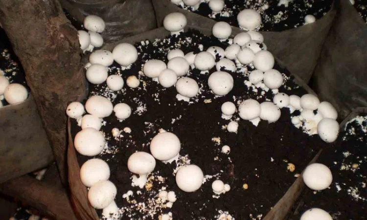 Мицелий шампиньонов - фото № 8