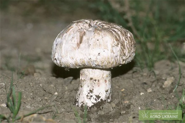 Мицелий шампиньона бернардовидного - фото № 1