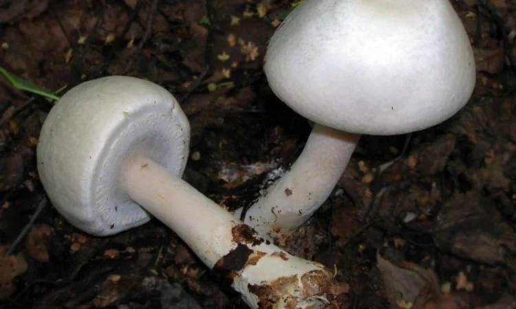 Шампиньон кривой,  отчетливоклубеньковый - фото № 1