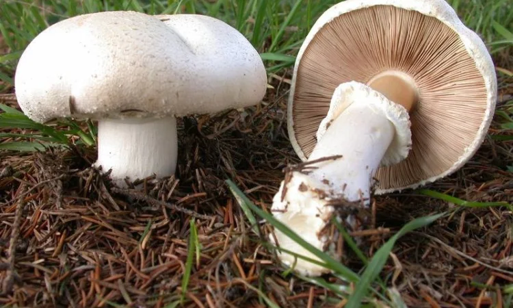 Семена шампиньона крупноплодного - качественный первичный мицелий недорого - фото № 1