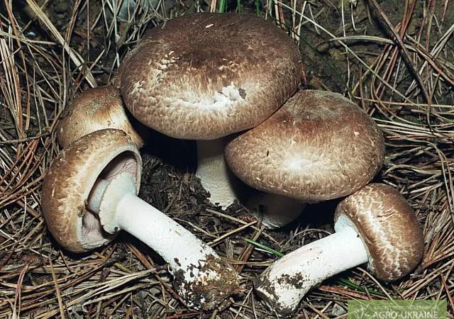 Грибница шампиньон лесной - фото № 1