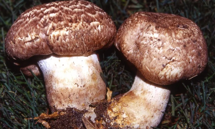 Мицелий шампиньона парового - фото № 1