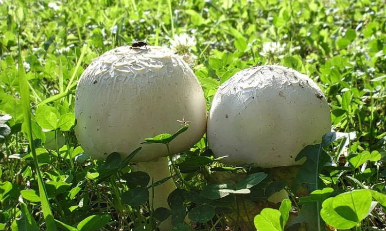 Шампиньон полевой - посевной материал зерновой мицелий - фото № 1