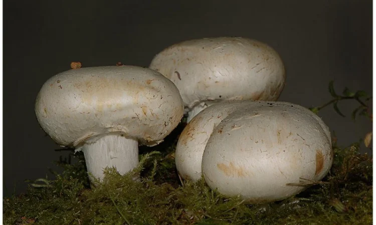 Мицелий шампиньона садового - один из самых популярных шампиньонов после двуспорого - фото № 1