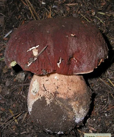 Мицелий белого гриба ЖИВОЙ СВЕЖИЙ - качественный с гарантией - фото № 12