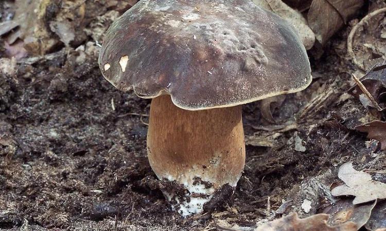 Мицелий белого гриба ЖИВОЙ СВЕЖИЙ - качественный с гарантией - фото № 11