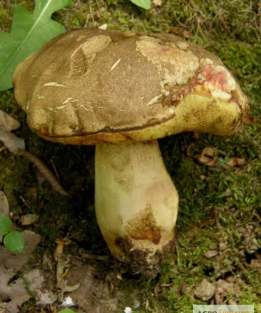 Мицелий белого гриба ЖИВОЙ СВЕЖИЙ - качественный с гарантией - фото № 7