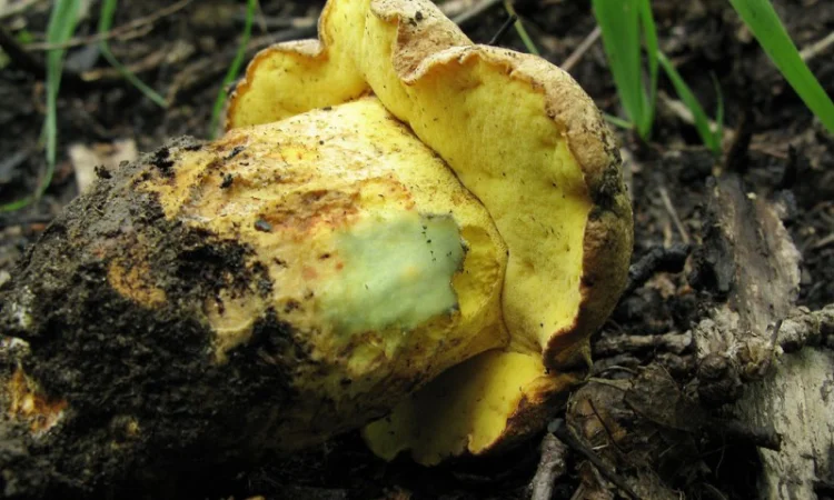 Мицелий белого гриба ЖИВОЙ СВЕЖИЙ - качественный с гарантией - фото № 6