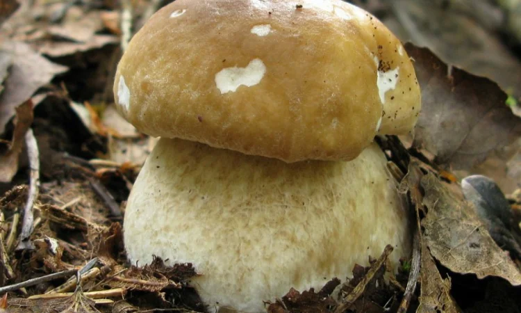 Мицелий белого гриба ЖИВОЙ СВЕЖИЙ - качественный с гарантией - фото № 1