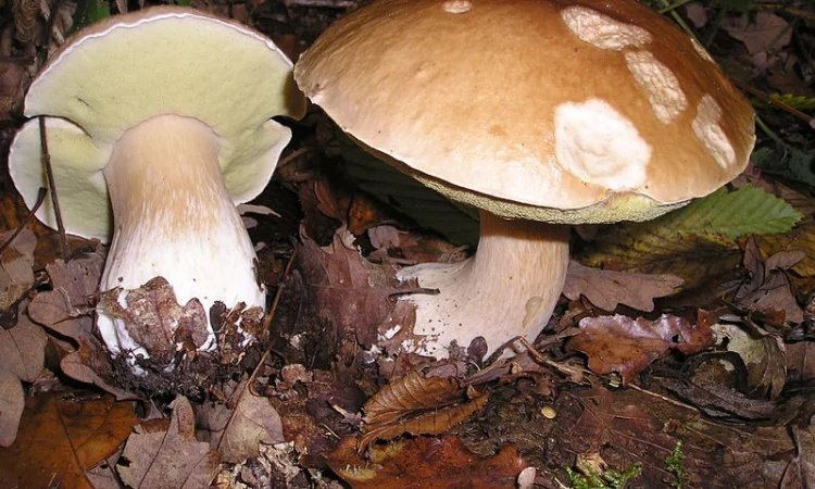 Мицелий белого гриба ЖИВОЙ СВЕЖИЙ - качественный с гарантией - фото № 19