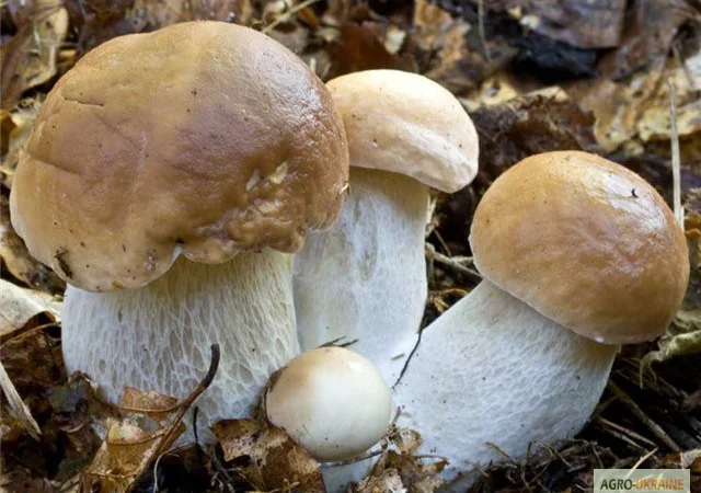 Живой свежий мицелий белого гриба с гарантией качества - фото № 3