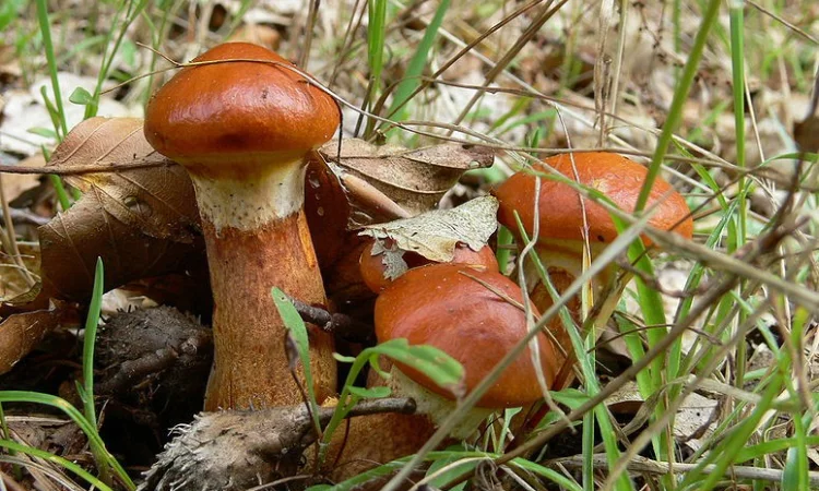 Мицелий опенка,  мицелий масленка,  мицелий лисички,  груздя,  польского и белых грибов - фото № 1