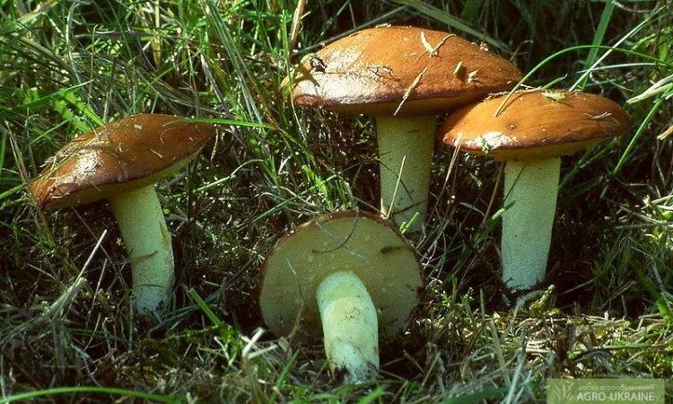 Мицелий опенка,  мицелий масленка,  мицелий лисички,  груздя,  польского и белых грибов - фото № 3