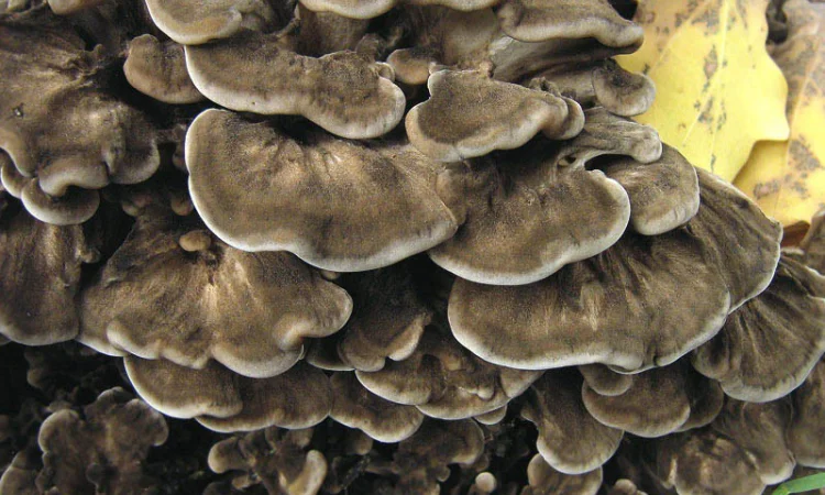 Мицелий мейтаке,  мицелий рейши,  мицелий чаги,  муэра,  шиитаке,  энокитаке - фото № 1