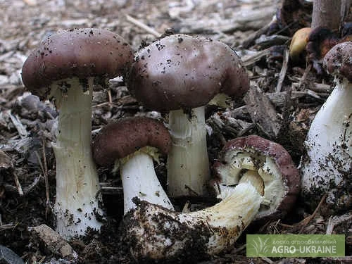 Мицелий кольцевика. Шампиньон,  чернильный гриб,  лисички,  трюфеля,  подосиновик,  опенок - фото № 1