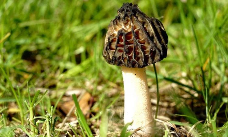 Грибница сморчков - семена грибов (мицелий) Сморчок полусвободный - фото № 3