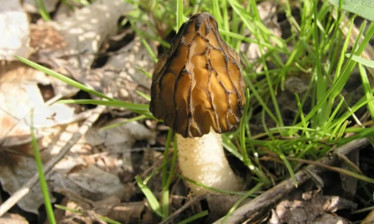 Грибница сморчков - семена грибов (мицелий) Сморчок полусвободный - фото № 4