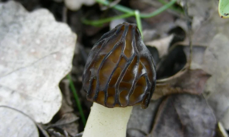 Грибница сморчков - семена грибов (мицелий) Сморчок полусвободный - фото № 5