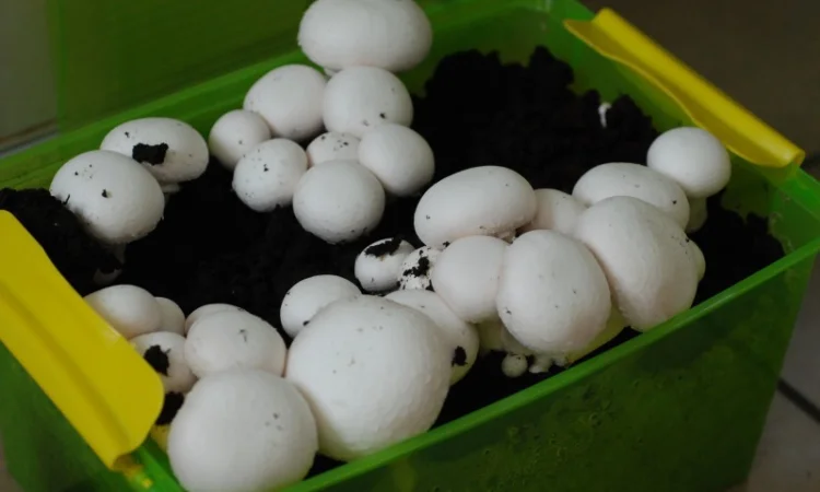 Мицелий шампиньона - фото № 1