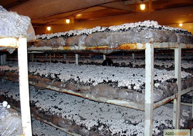 Грибниця шампіньона - насіння (спори) шампіньонів. Якість 100% - фото № 1