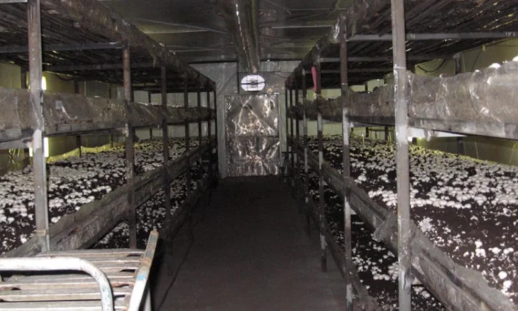 Грибниця шампіньона - насіння (спори) шампіньонів. Якість 100% - фото № 2