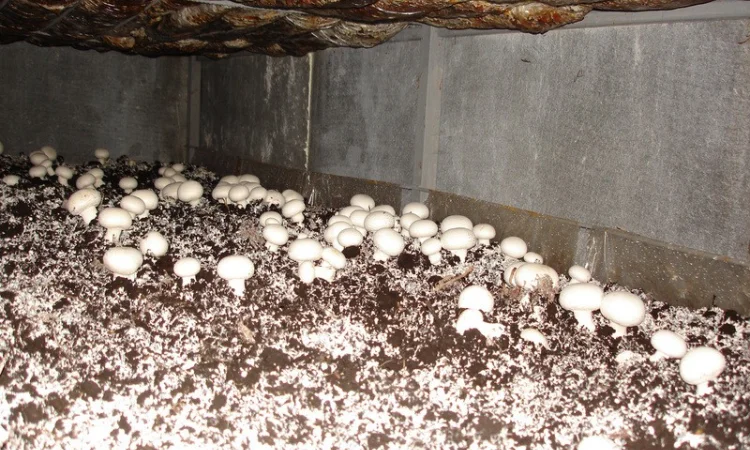 Грибниця шампіньона - насіння (спори) шампіньонів. Якість 100% - фото № 3