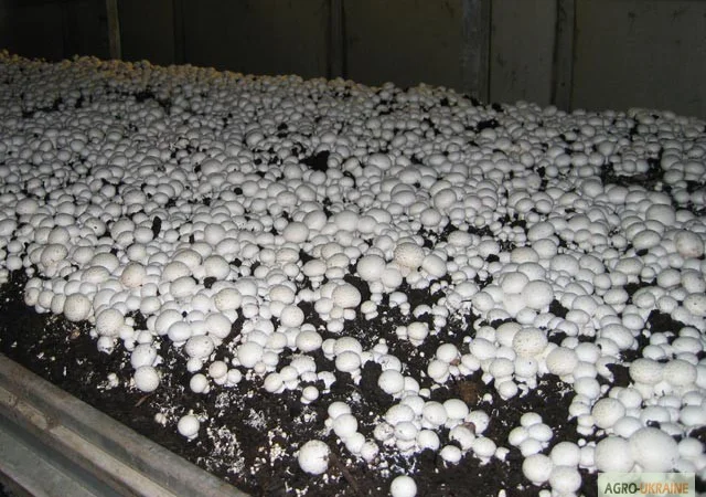 Грибниця шампіньона - насіння (спори) шампіньонів. Якість 100% - фото № 7