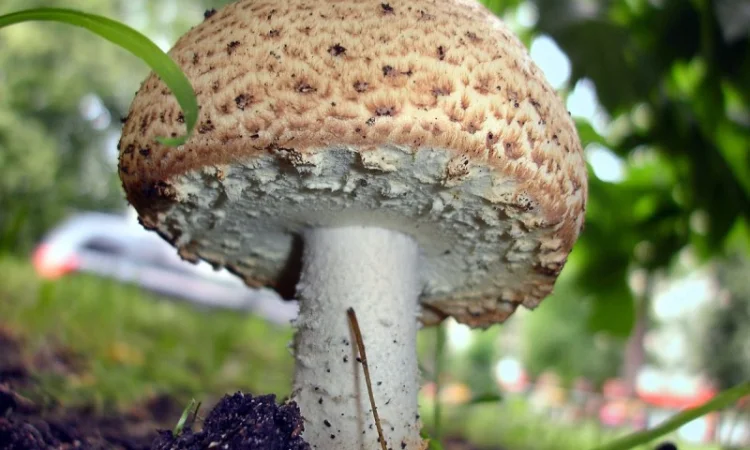 Семена августовского шампиньона недорого,  высылаю в любой регион - фото № 1