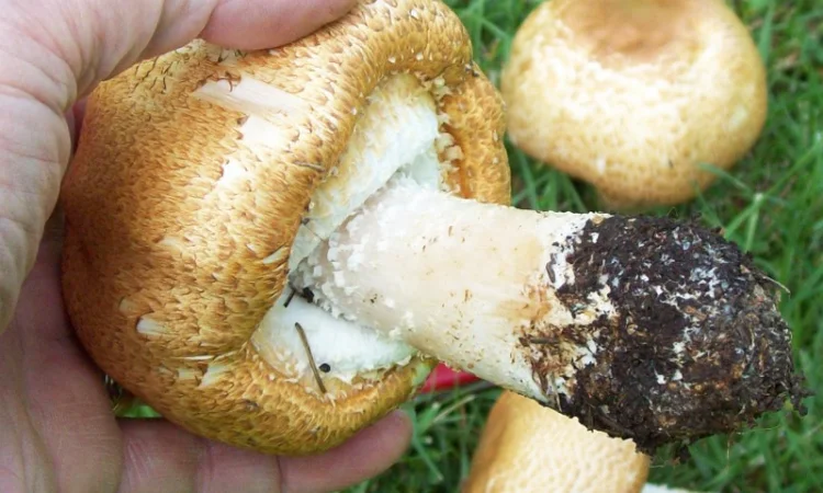 Семена августовского шампиньона недорого,  высылаю в любой регион - фото № 2