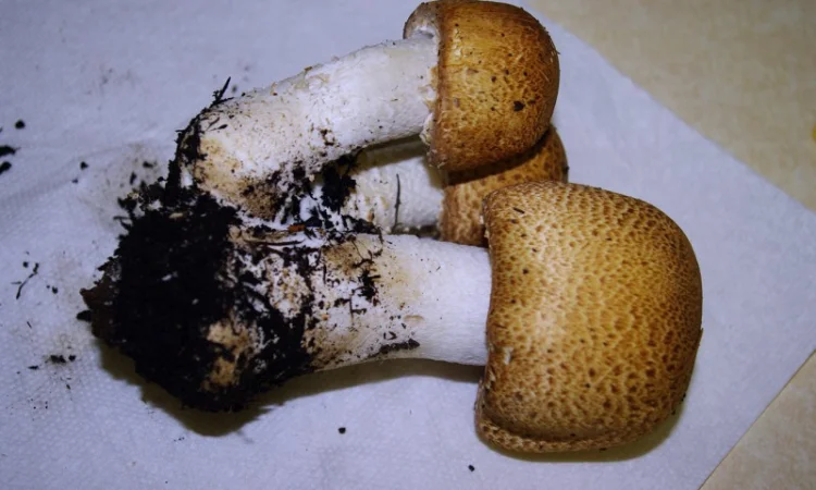 Семена августовского шампиньона недорого,  высылаю в любой регион - фото № 3