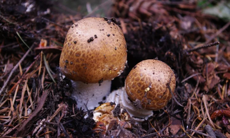 Семена августовского шампиньона недорого,  высылаю в любой регион - фото № 4