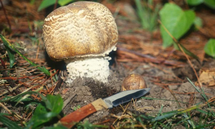 Семена августовского шампиньона недорого,  высылаю в любой регион - фото № 5