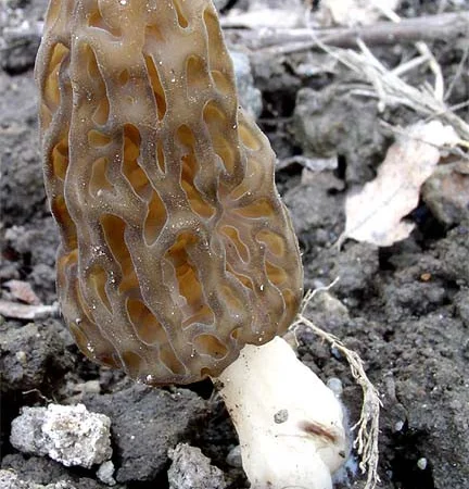 Мицелий Сморчок обыкновенный для выращивания грибов на участке высылаю новой почтой - фото № 2