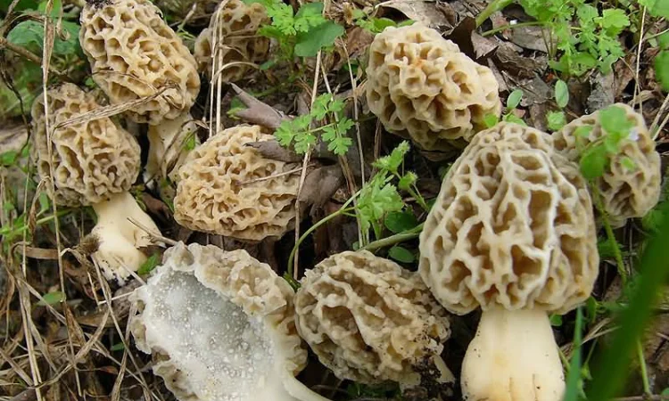 Мицелий Сморчка обыкновенного для выращивания грибов - фото № 3