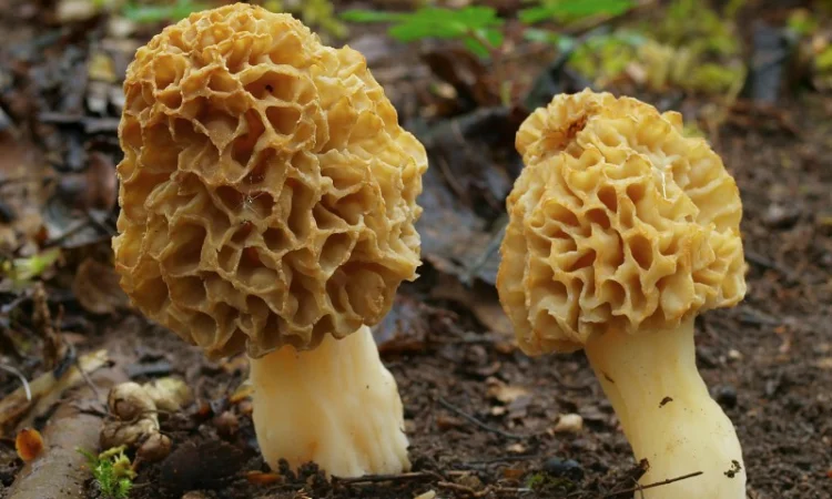 Мицелий Сморчок обыкновенный для выращивания грибов на участке высылаю новой почтой - фото № 3