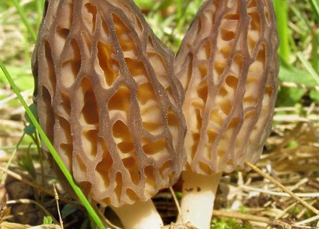 Мицелий Сморчок обыкновенный для выращивания грибов на участке высылаю новой почтой - фото № 4